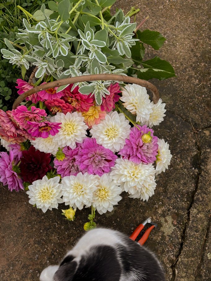 La production de fleurs coupées photo 3